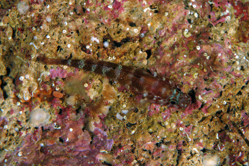 Gammogobius steinizi